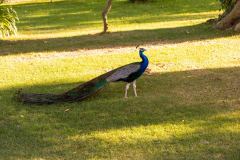 IMG_5252